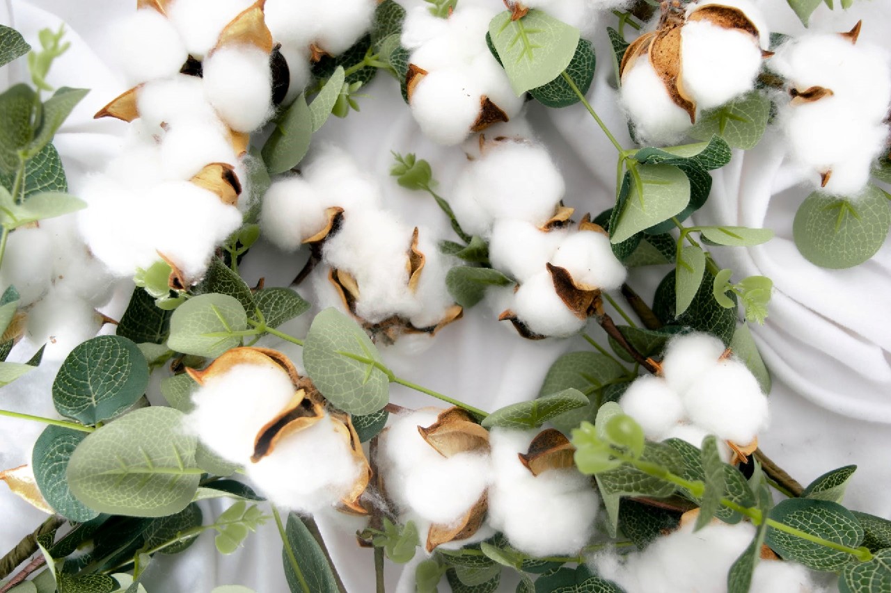 Organic cotton for sustainable fabrics